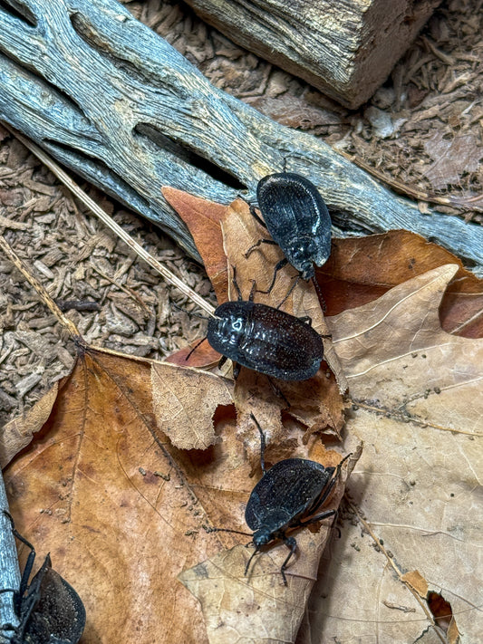 Pie dish beetles!
