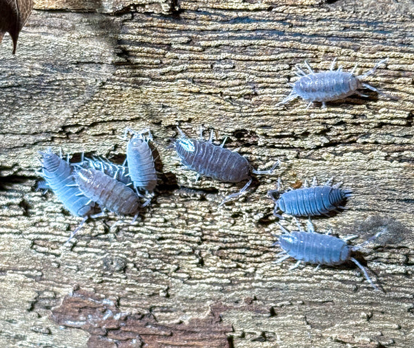 Porcellionides pruinosus ‘Blue’