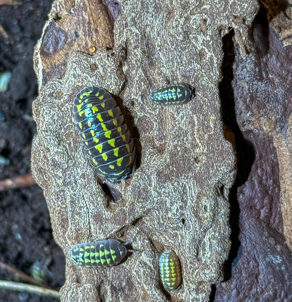 Armadillidium gestroi