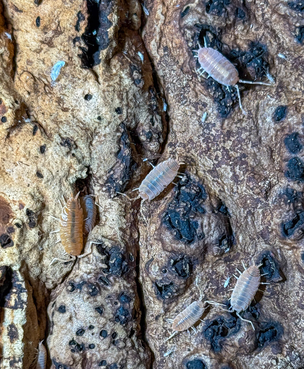 Porcellionides pruinosus ‘Orange’