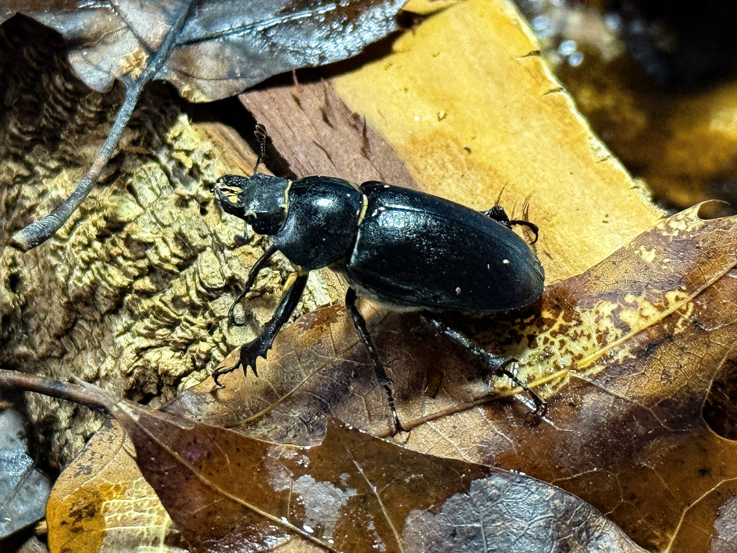 Smooth stag beetle (LARVAE ONLY)