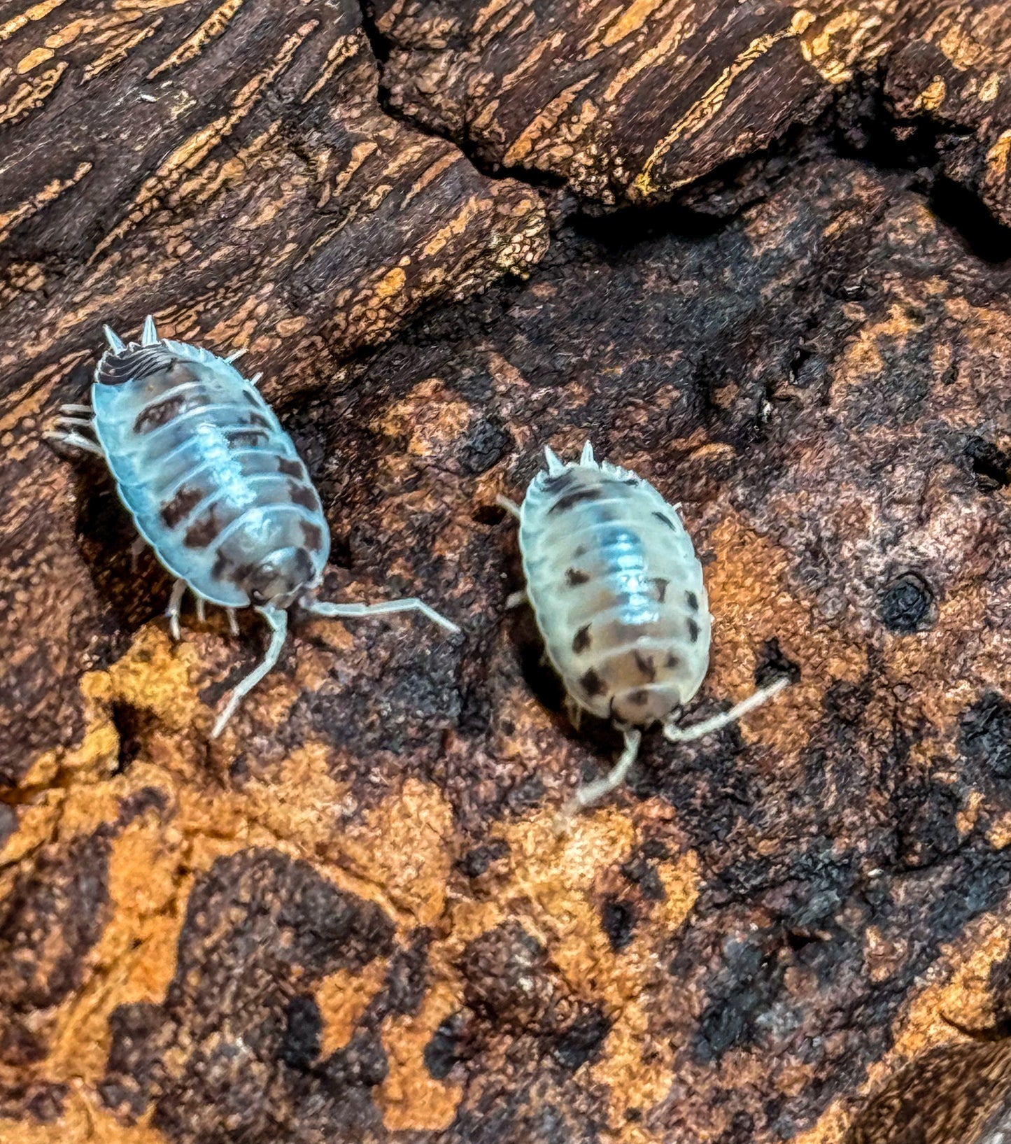 Porcellio laevis ‘dairy cow’