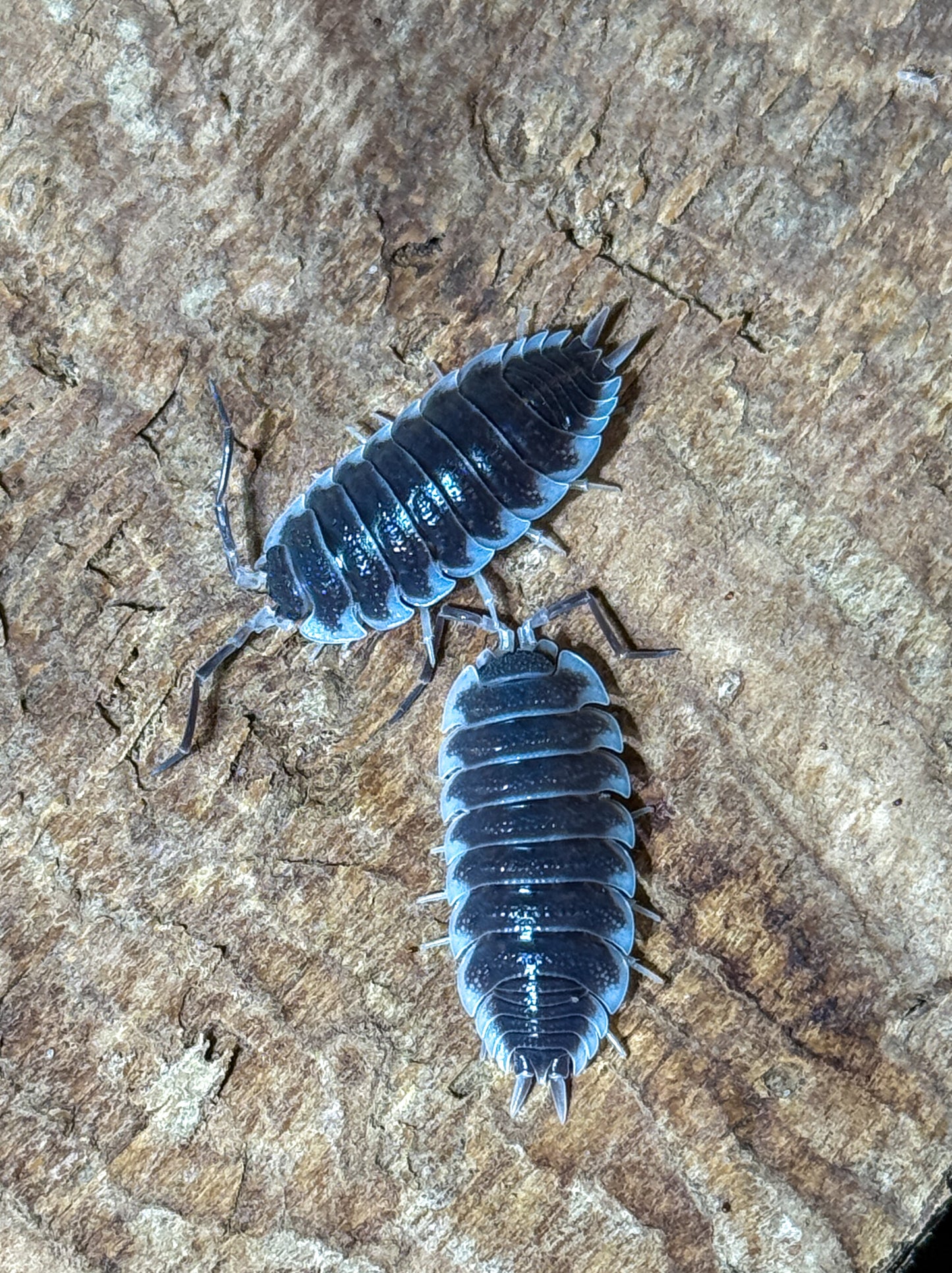 Porcellio hoffmanseggii