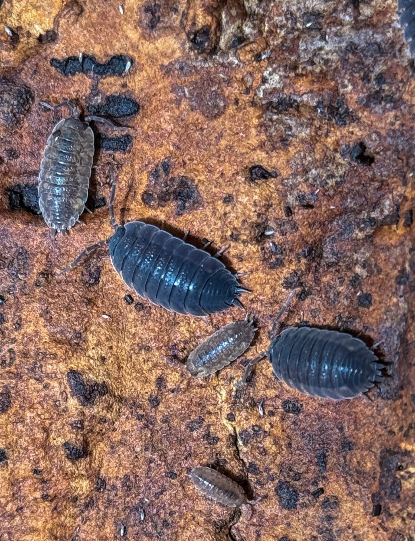 Porcellio scaber ‘Lava’