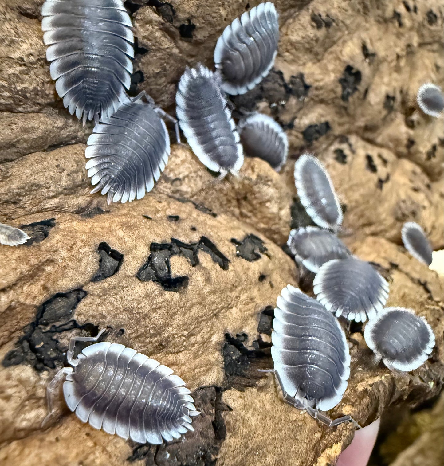 Porcellio werneri