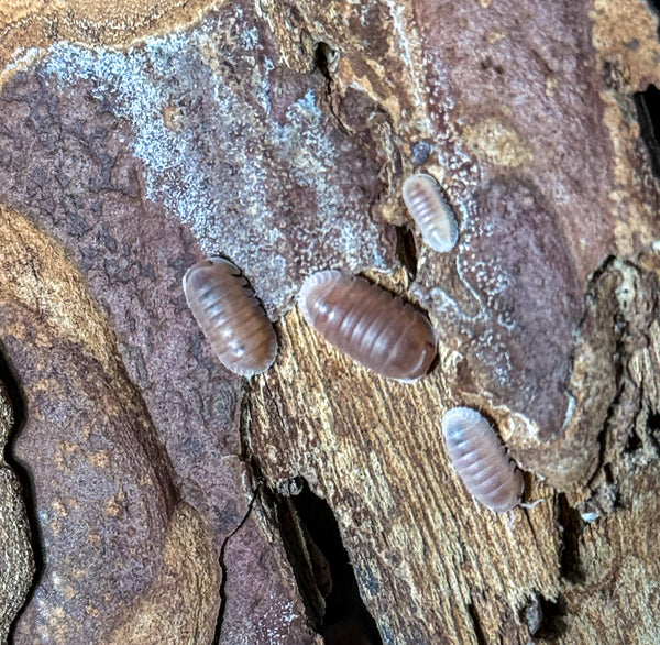 Cubaris murina ‘papaya’