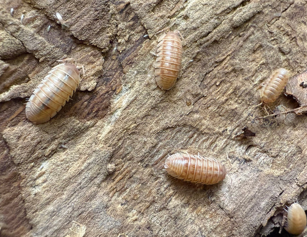 Armadillidium nasatum ‘peach’