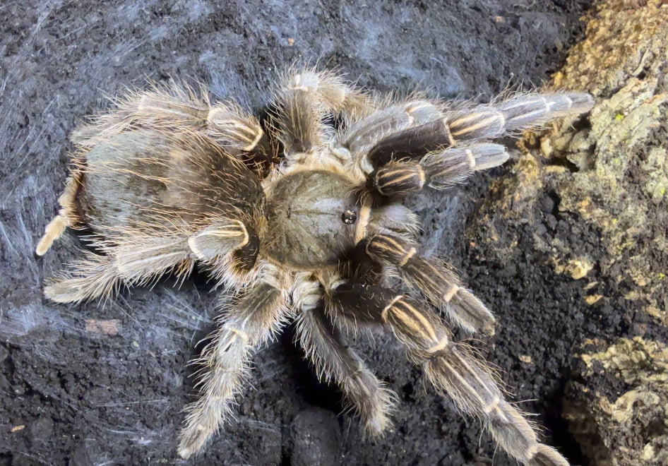 Aphonopelma seemanni