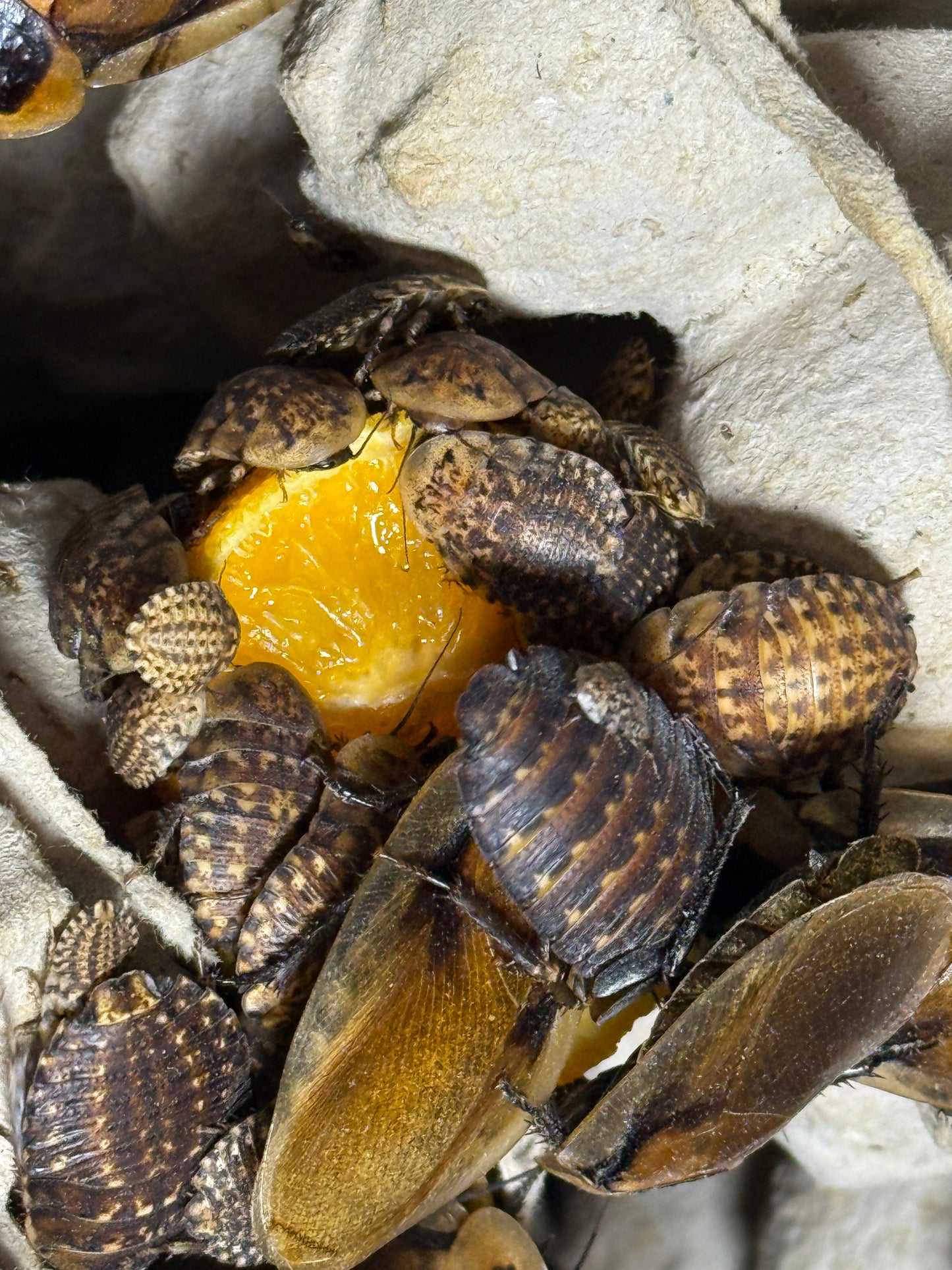 Discoid Roaches