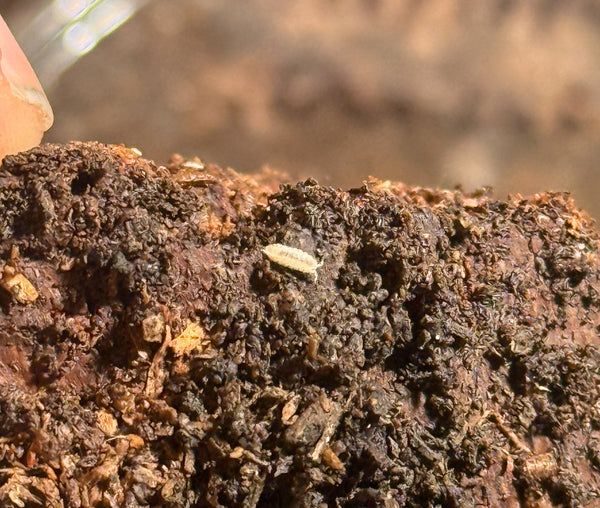 Haplophthalmus danicus