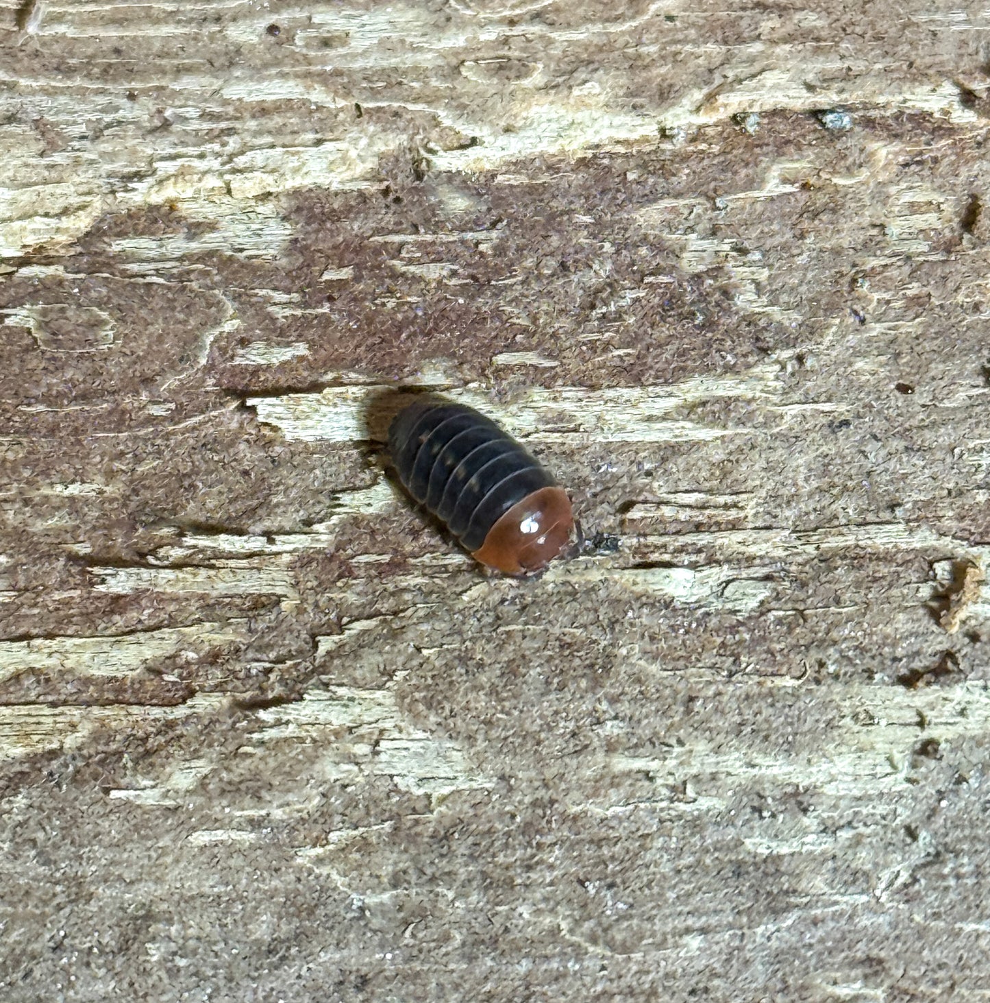 Armadillidium flavoscutatum ‘red head’