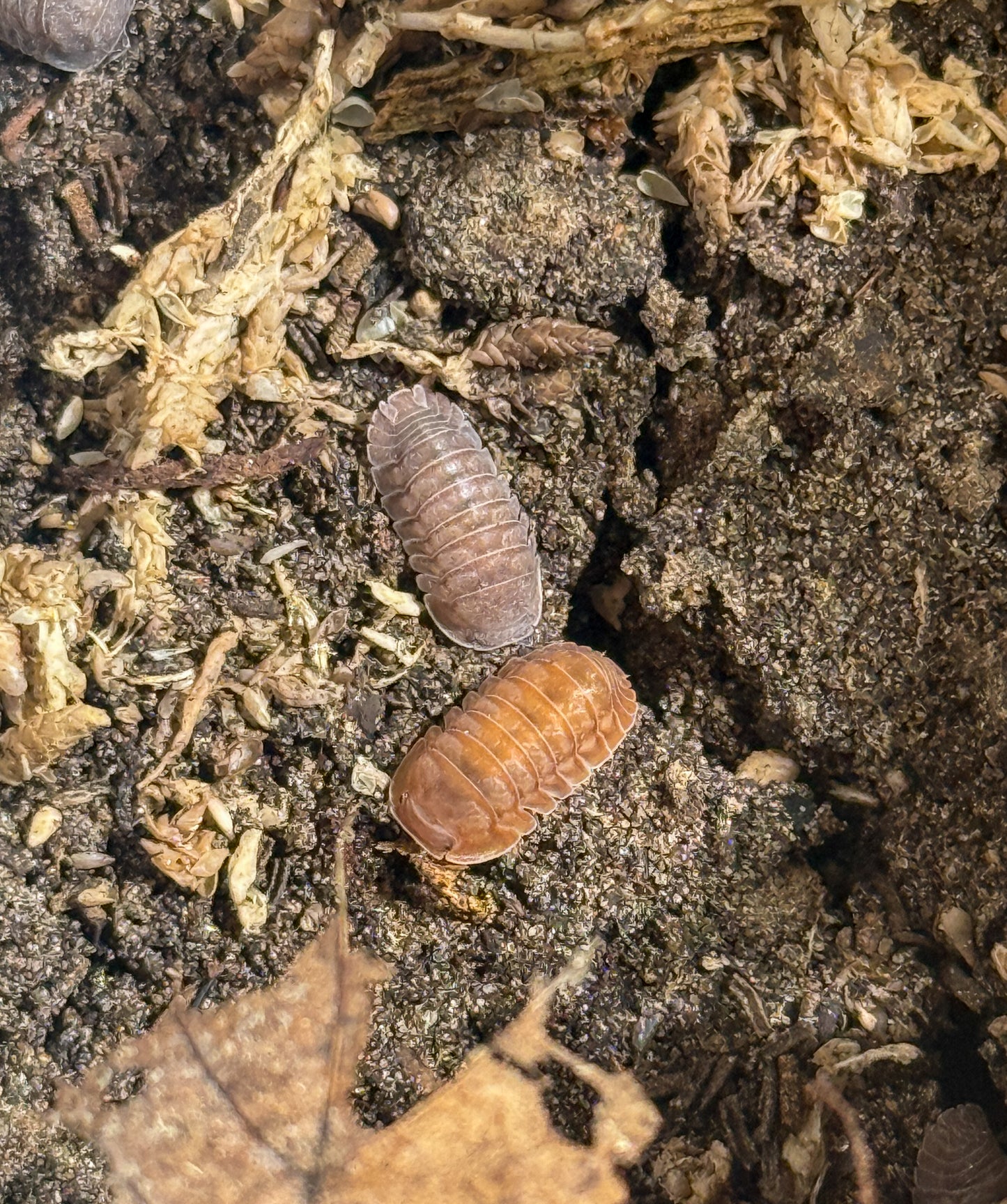 Cubaris sp. ‘Martinique Lava’