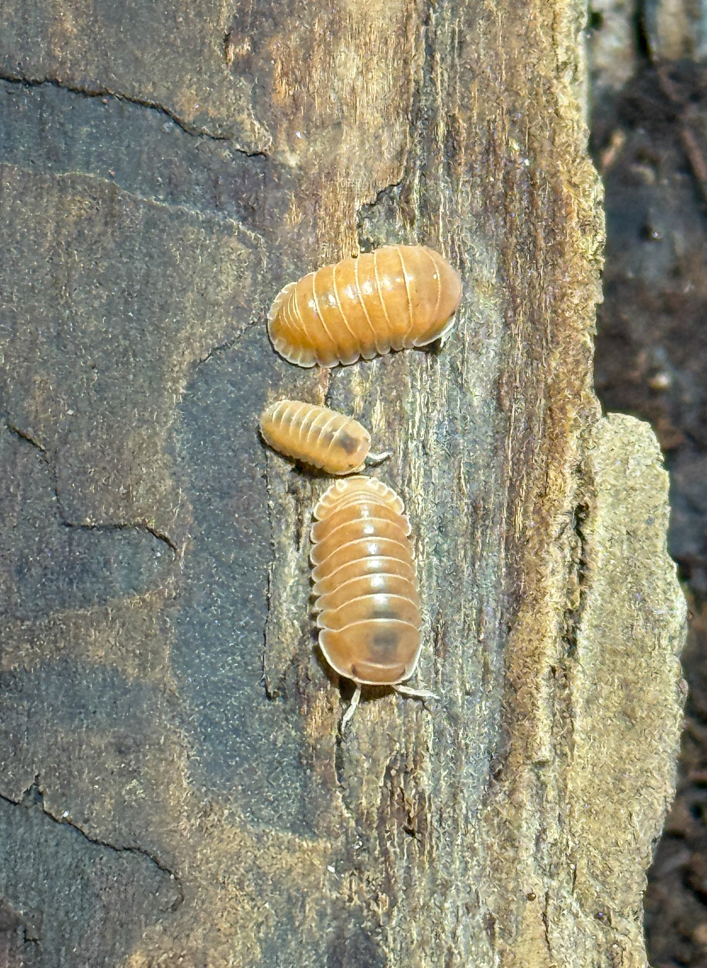 Cubaris sp. ‘Citrus Panda’