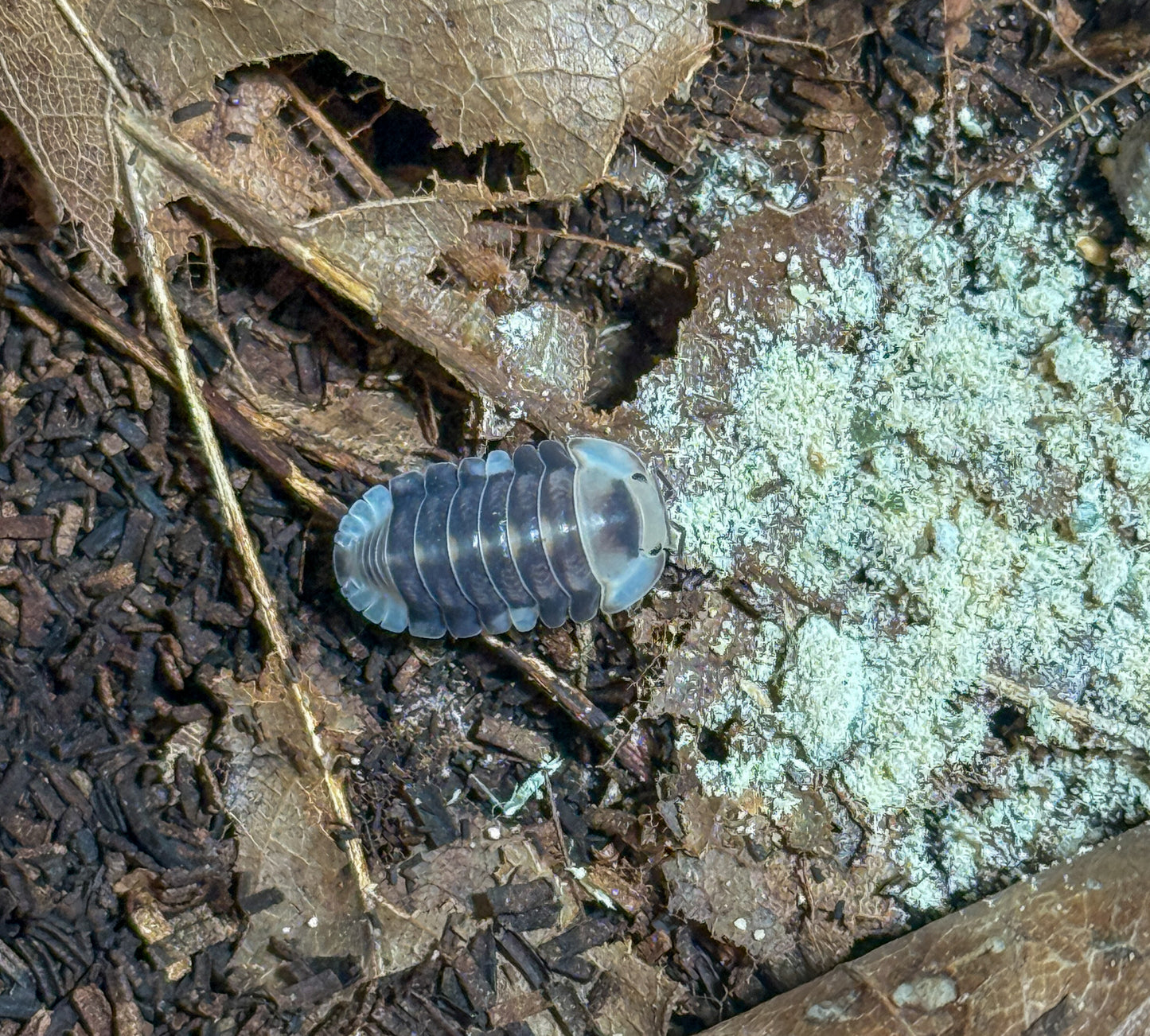 Cubaris sp. ‘White Duckie’