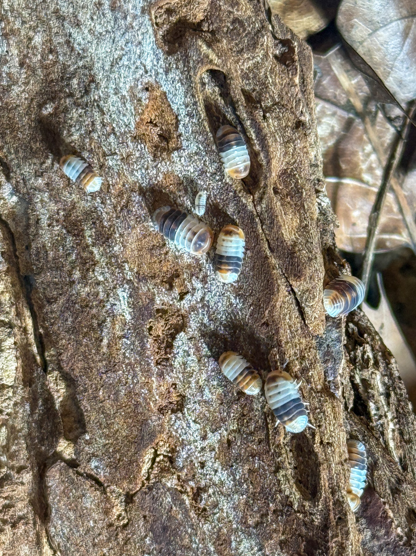 Cubaris sp. ‘White Shark’