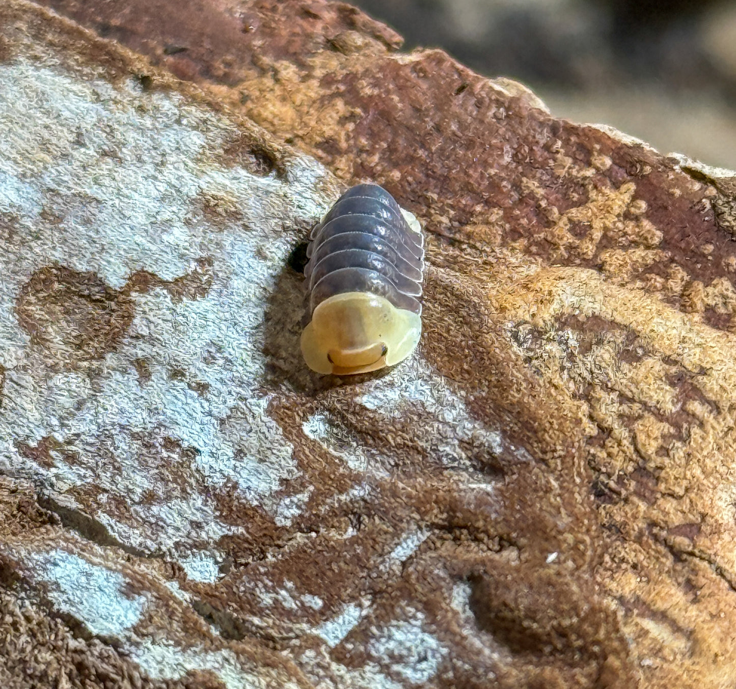 Cubaris sp. ‘Rubber Duckie’