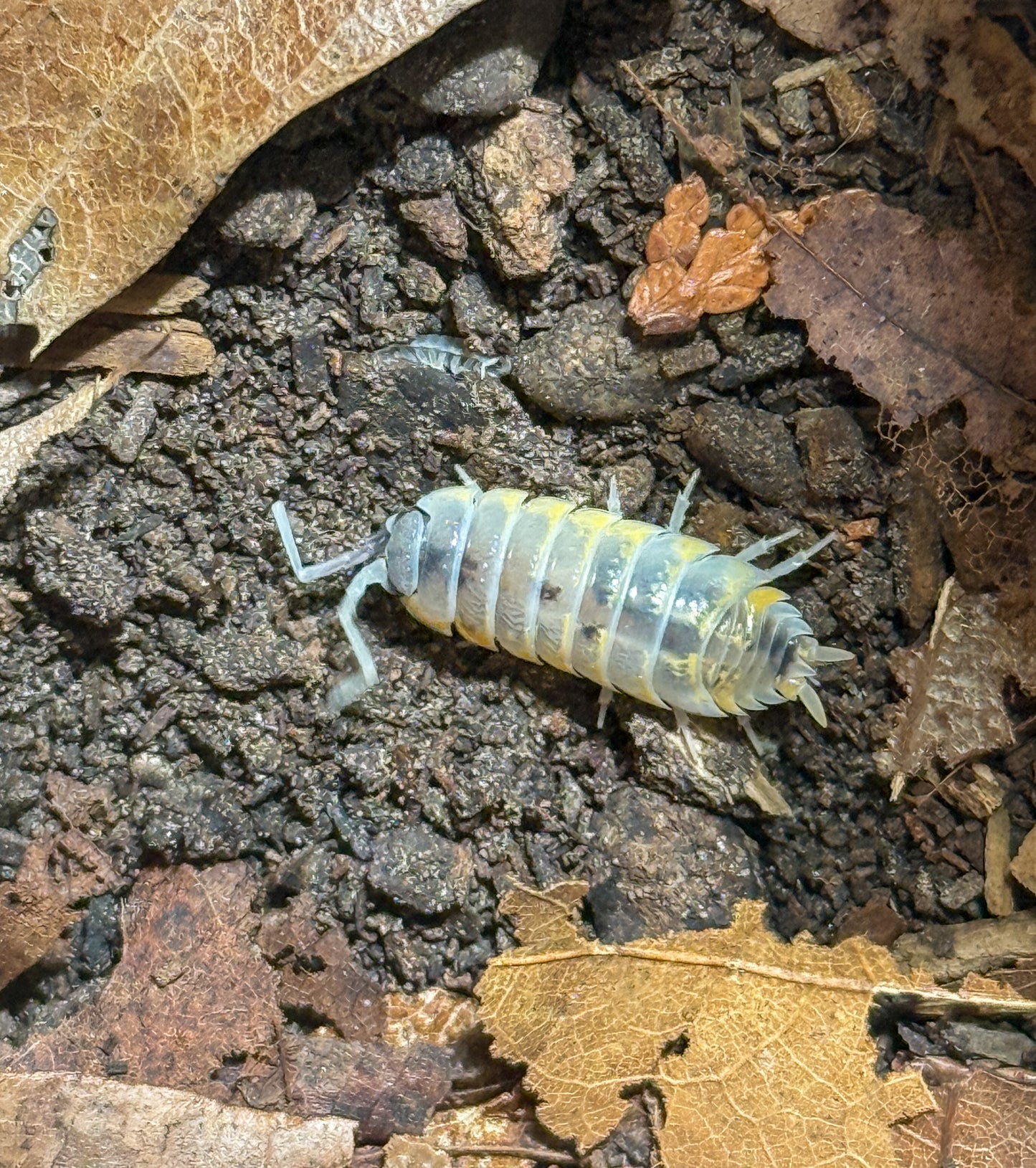 Porcellio ornatus ‘Witches Brew’
