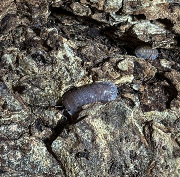 Nesodillo sp. ‘purple ghost’