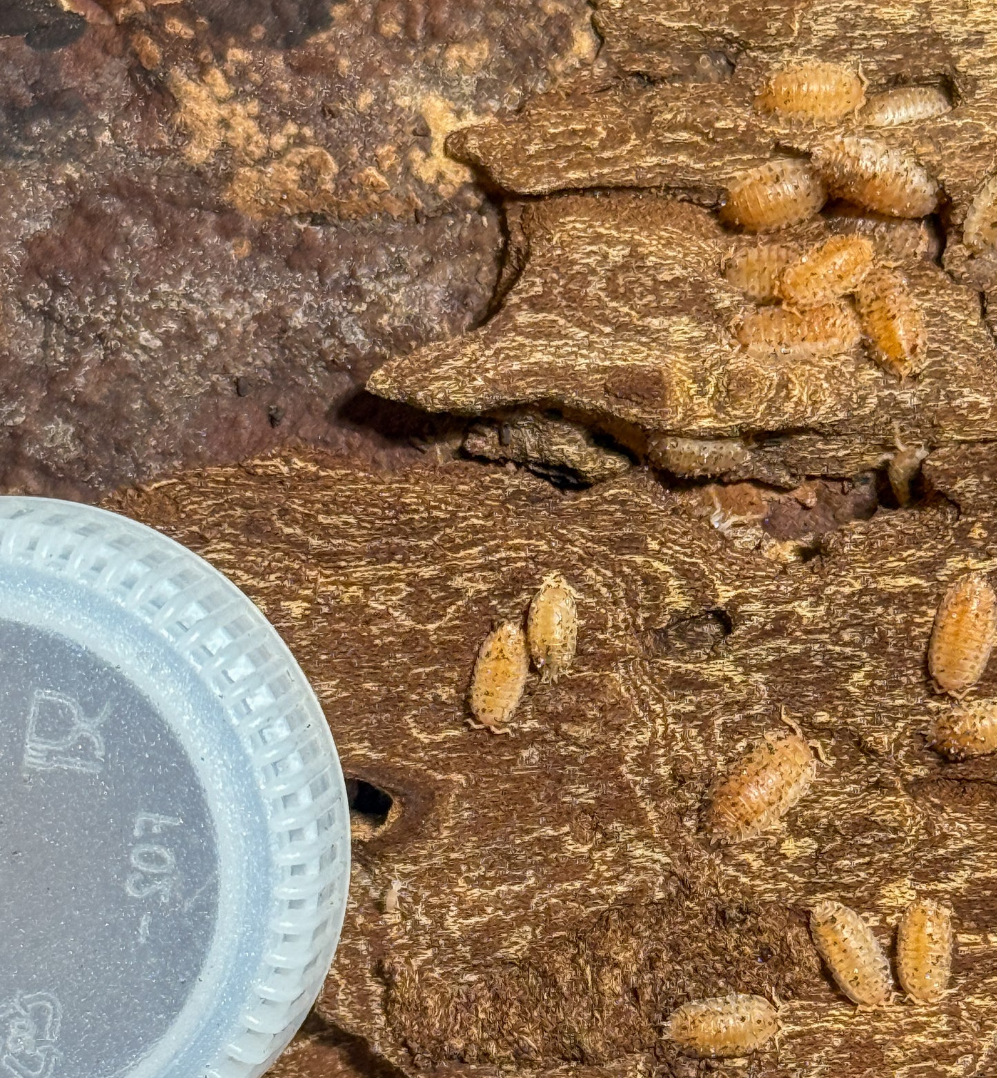 Agabiformius lentus ‘Persimmon’