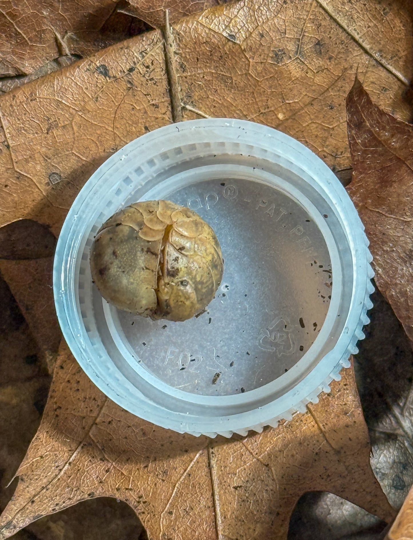 Helleria brevicornis