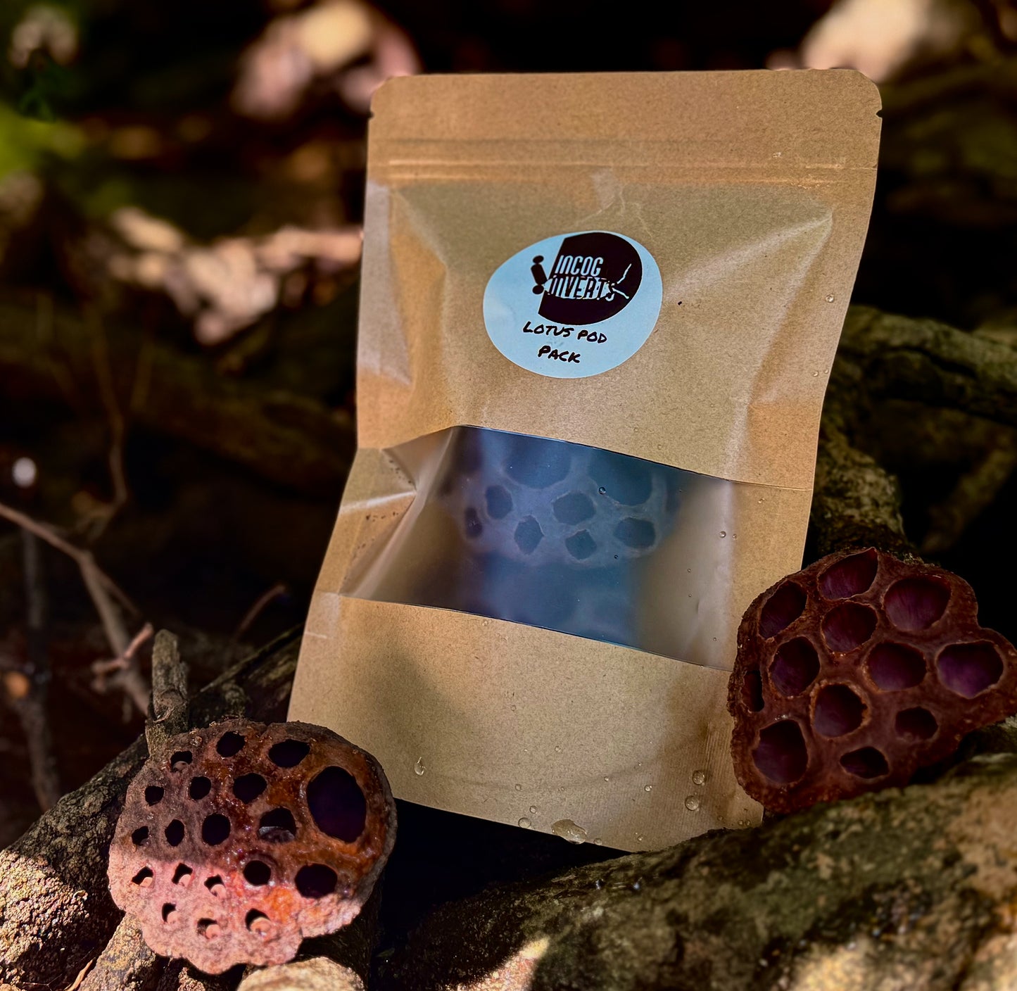 Lotus Pods – 3 Pack – Natural Terrarium Decor