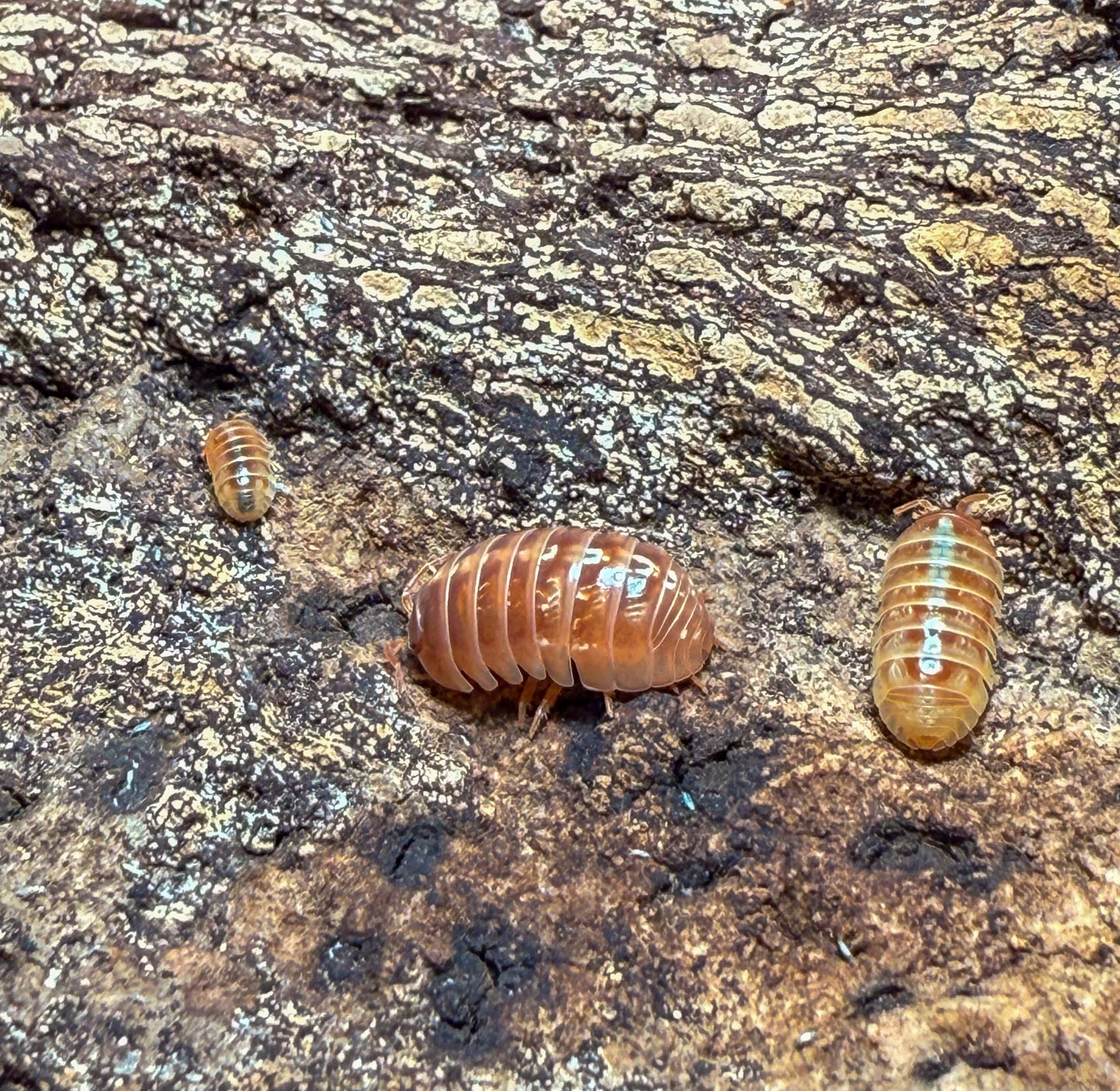 Armadillidium vulgare ‘tangerine’