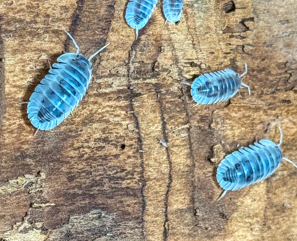 Nesodillo sp. ‘Shiro Utsuri’