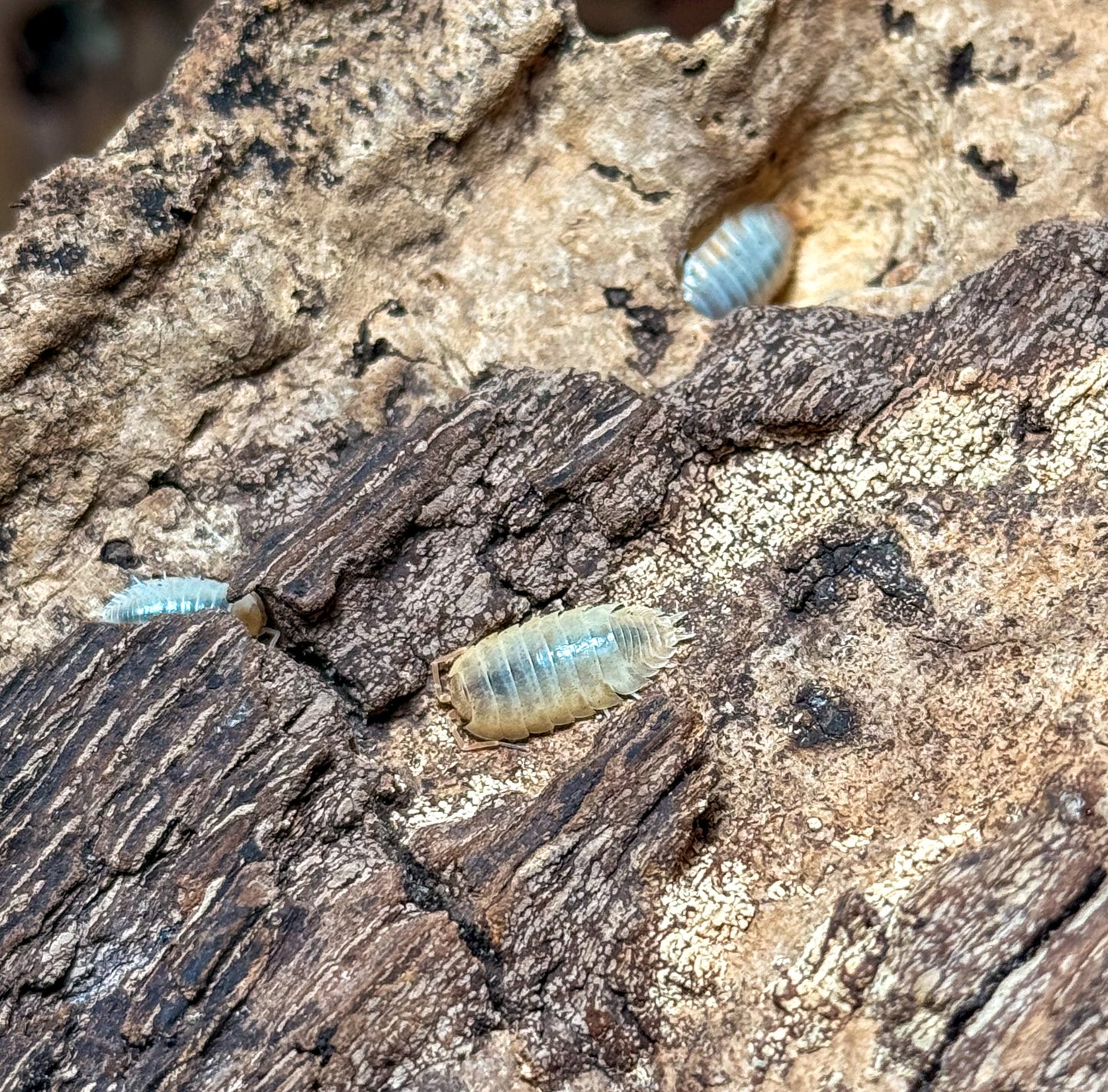 Porcellio laevis ‘Cali mix’
