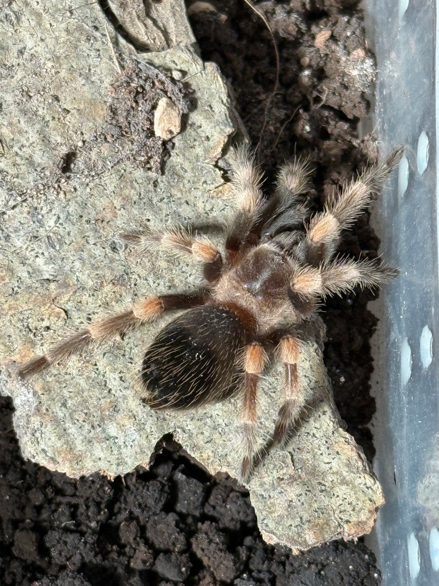 Nhandu coloratovillosus (Brazilian black and white)