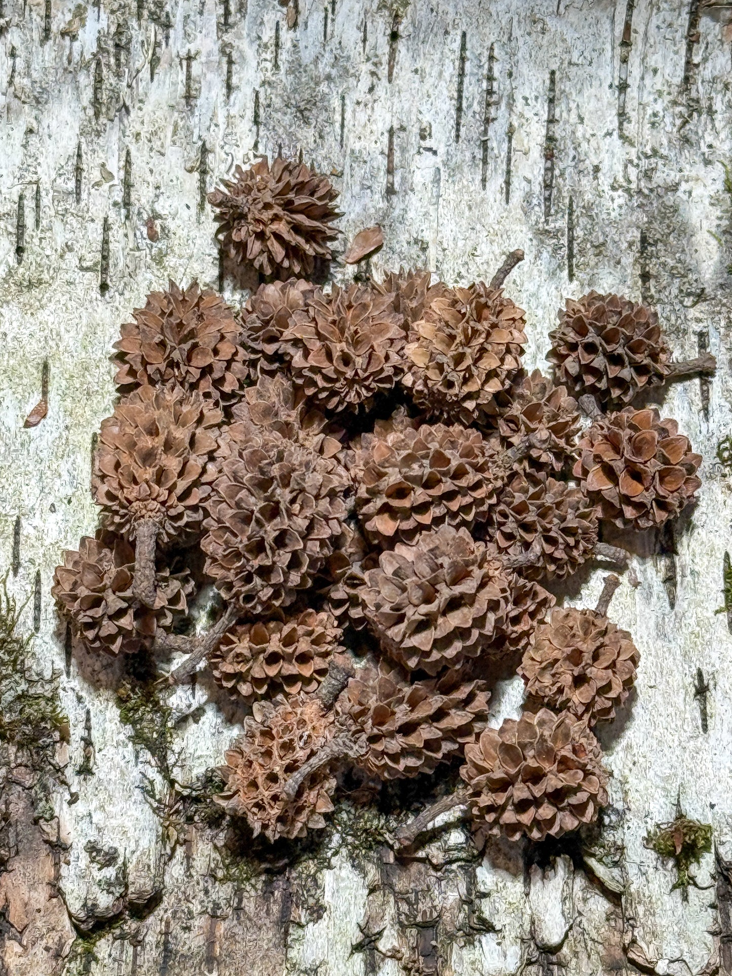 Casuarina Cones (25 pack)