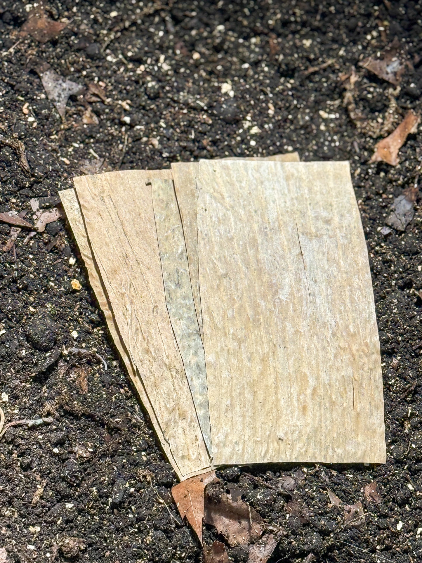 Banana Leaves (5 pack)