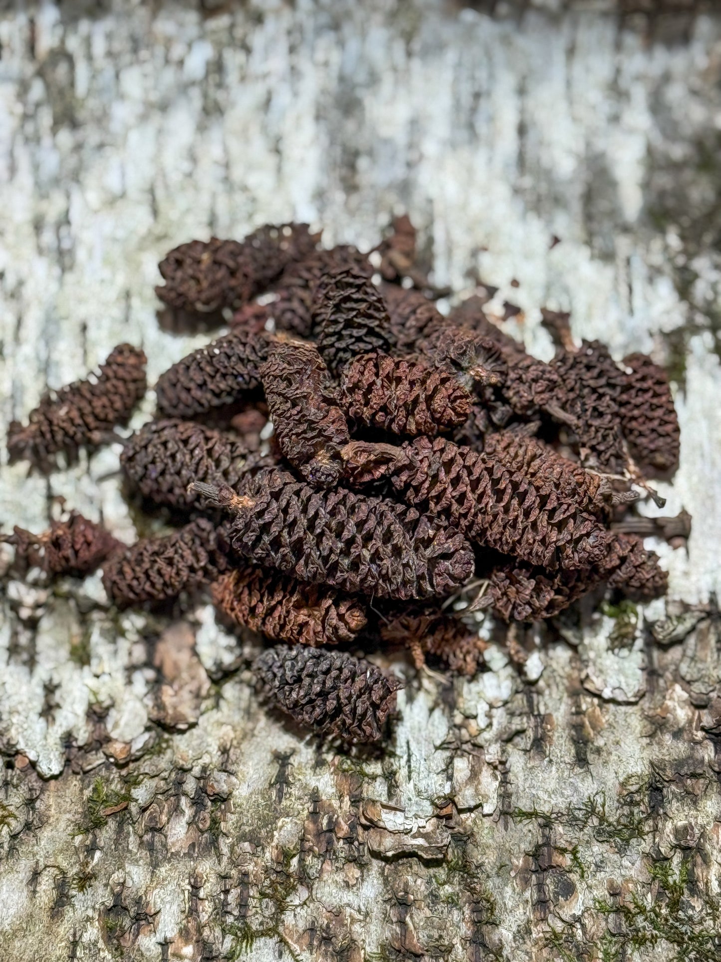 Birch Cones (25 pack)