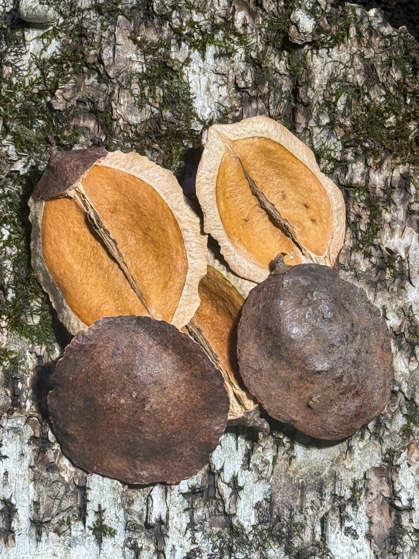 Button Pod Shells – 5 Pack