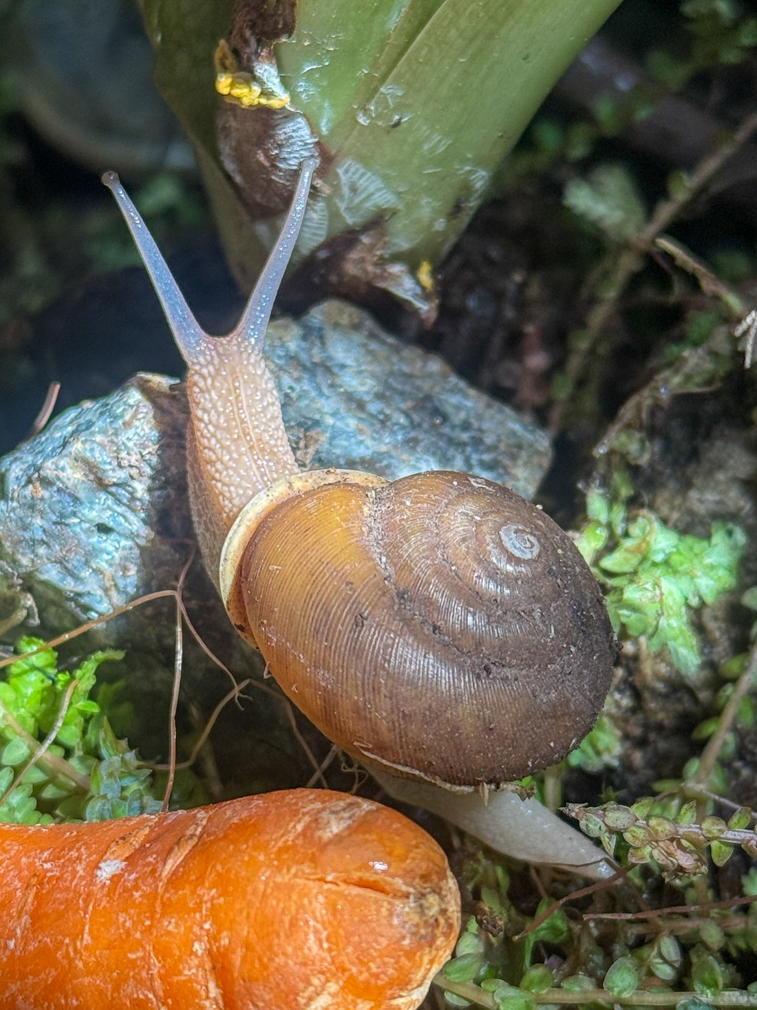 Canadian Options for Giant Invertebrates