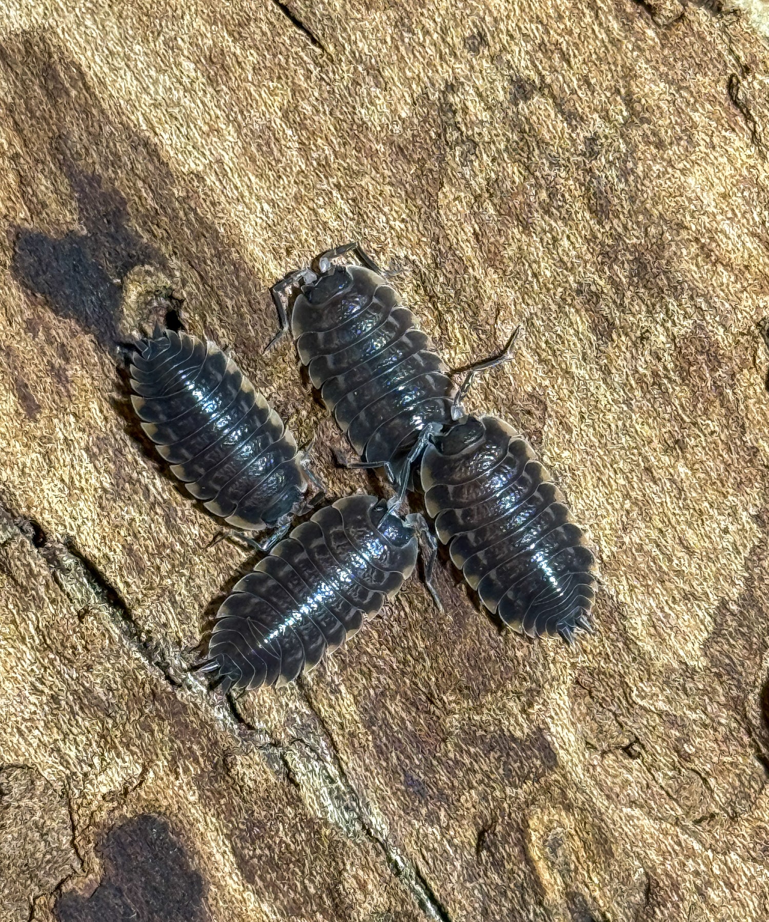 Porcellio sp.