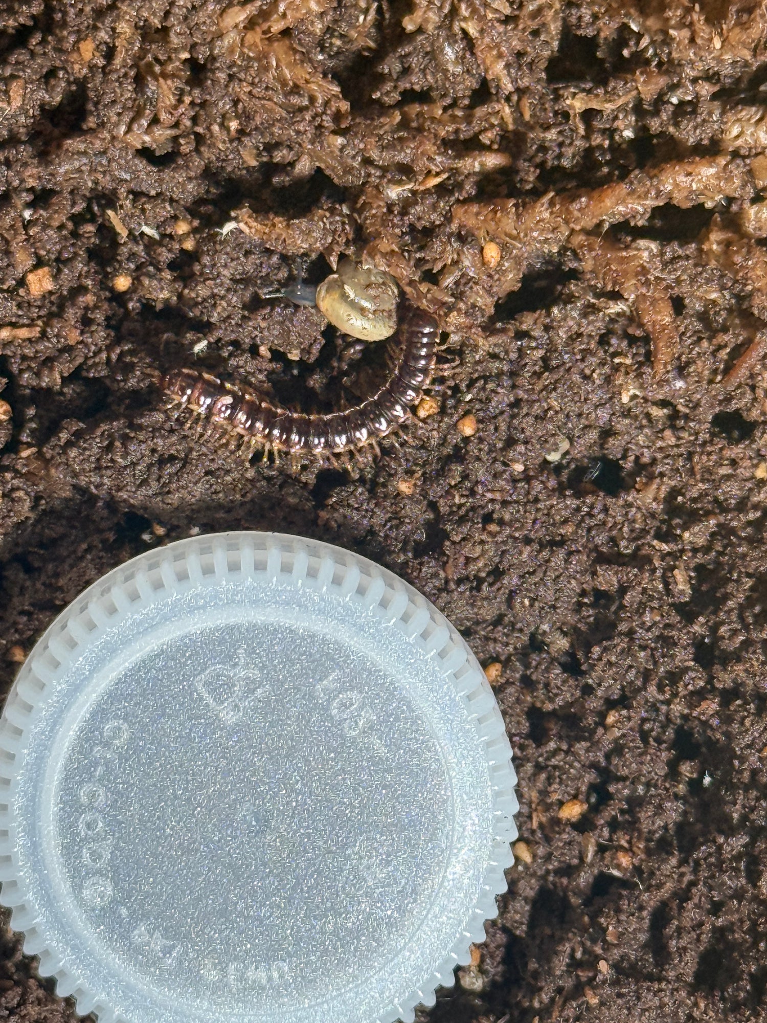 Other Inverts