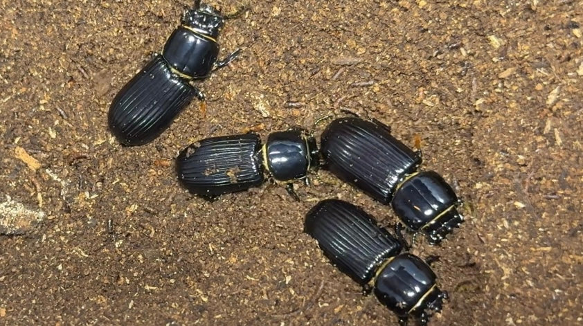 Beetles