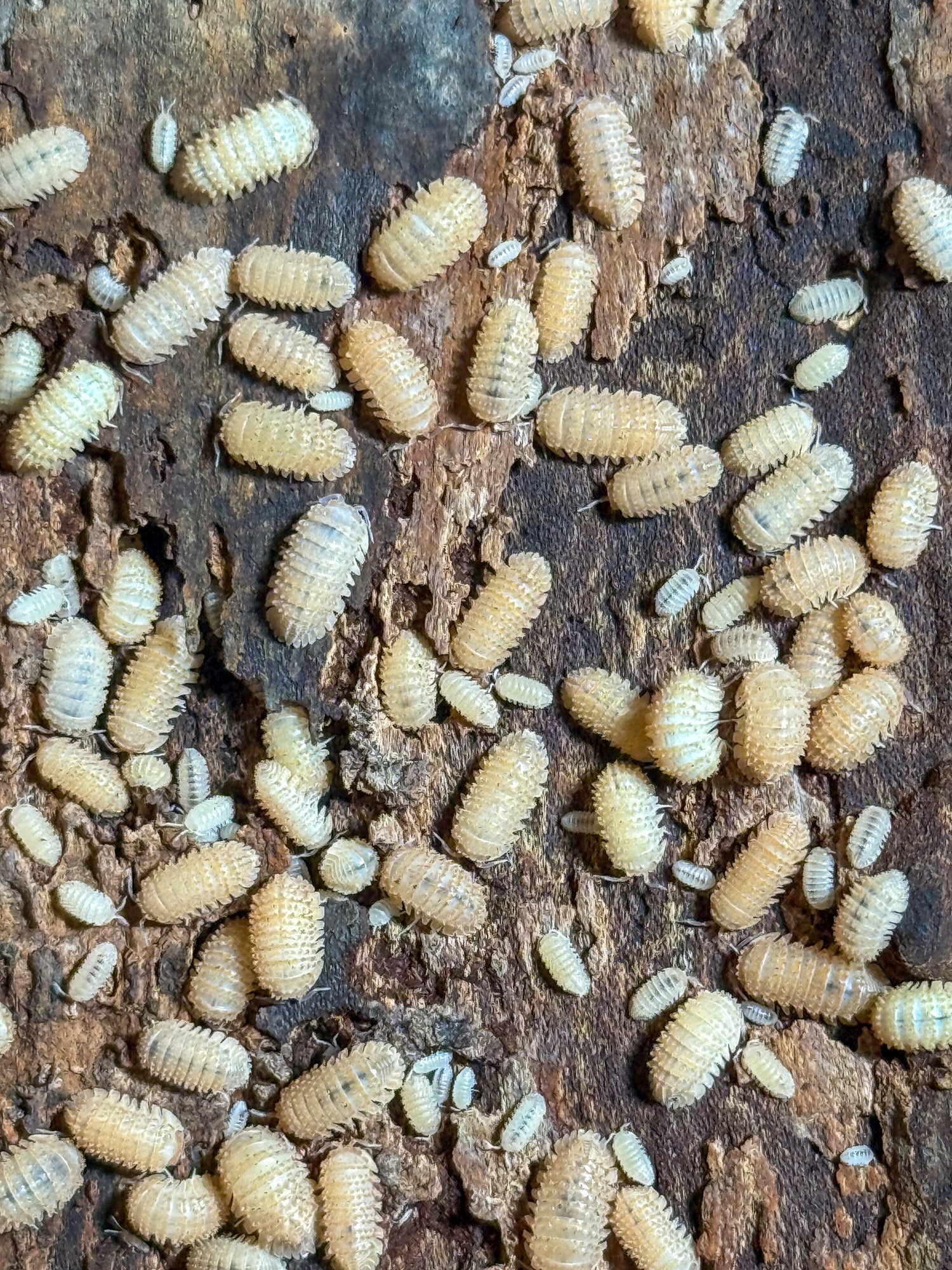 All Other Isopod sp.