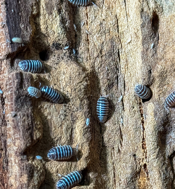 Armadillidium maculatum