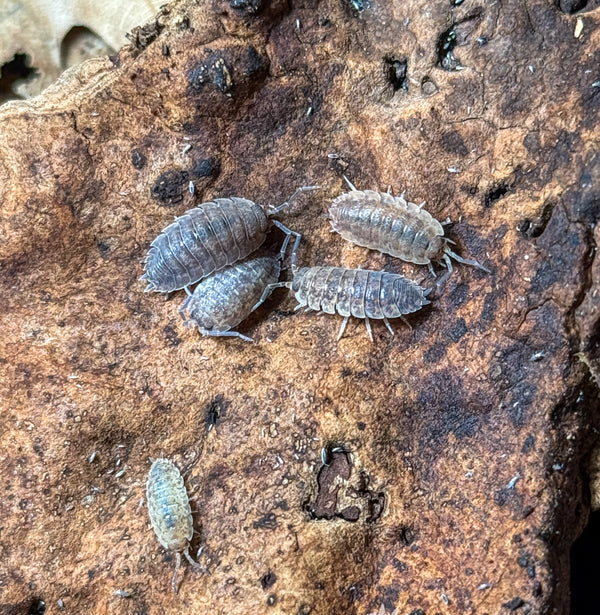 Porcellio scaber ‘Calico’