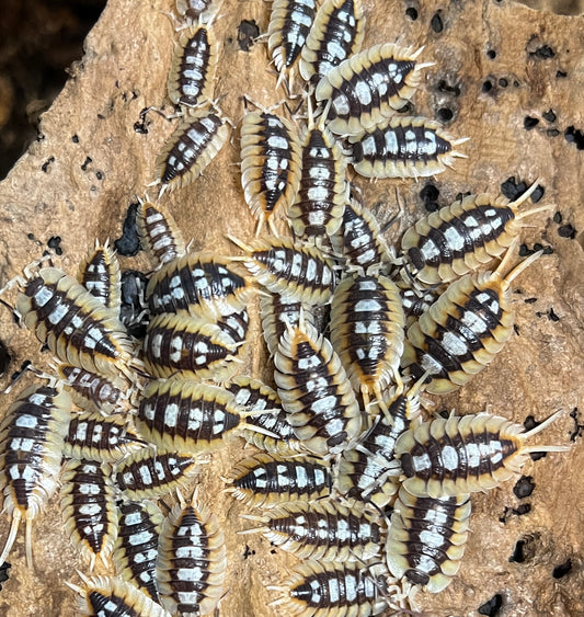 Porcellio expansus ‘orange’