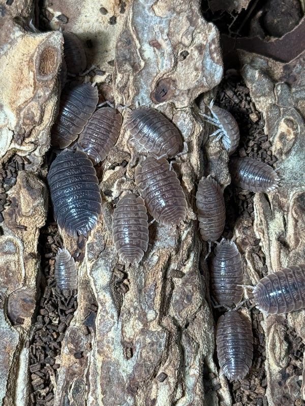 Porcellio dilatatus ‘giant canyon’