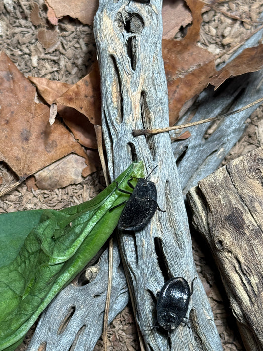 Pie dish beetle (Embaphion muricatum)