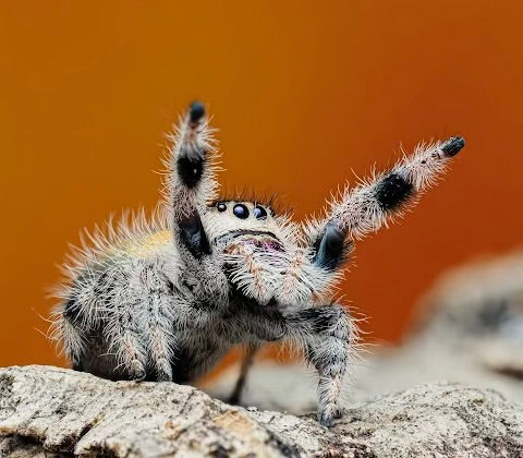 Regal jumping spider (phidippus regius)