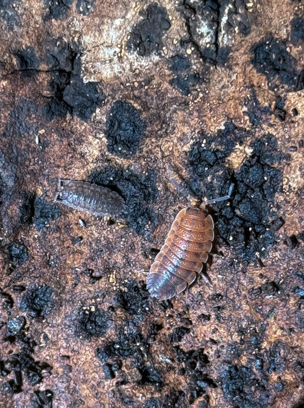Porcellio scaber ‘Lava’