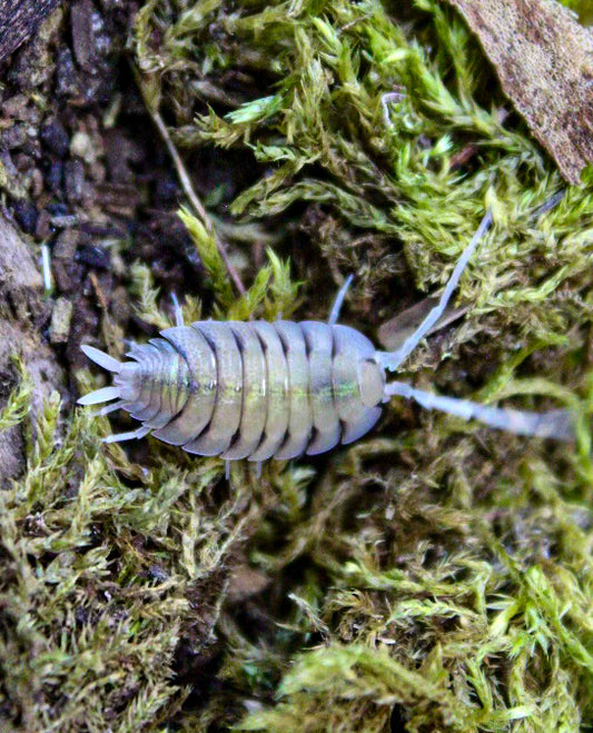 Porcellio bolivari