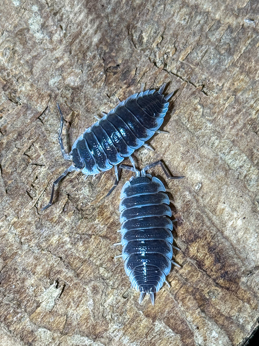 Porcellio hoffmanseggii