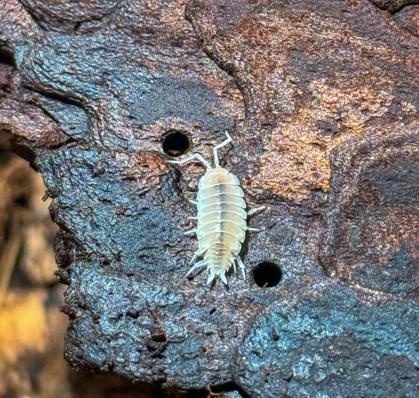 Porcellionides pruinosus ‘White Out’