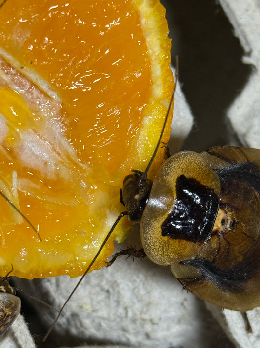 Discoid Roaches