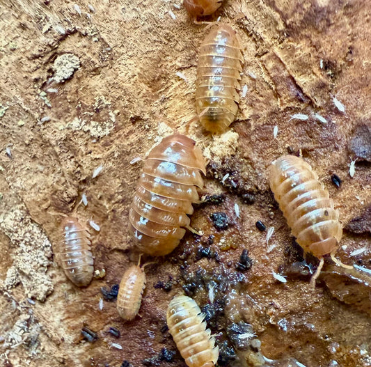 Armadillidium vulgare ‘Punta Cana’
